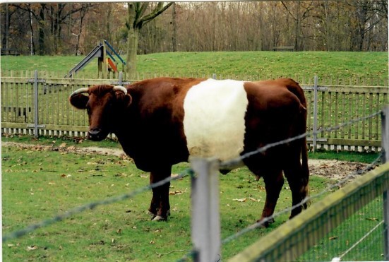 Lakenfelder koe op archieffoto 1992