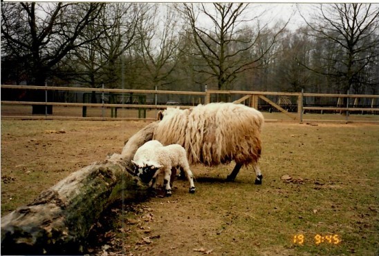 Schapen in weide op archieffoto, jaartal onbekend