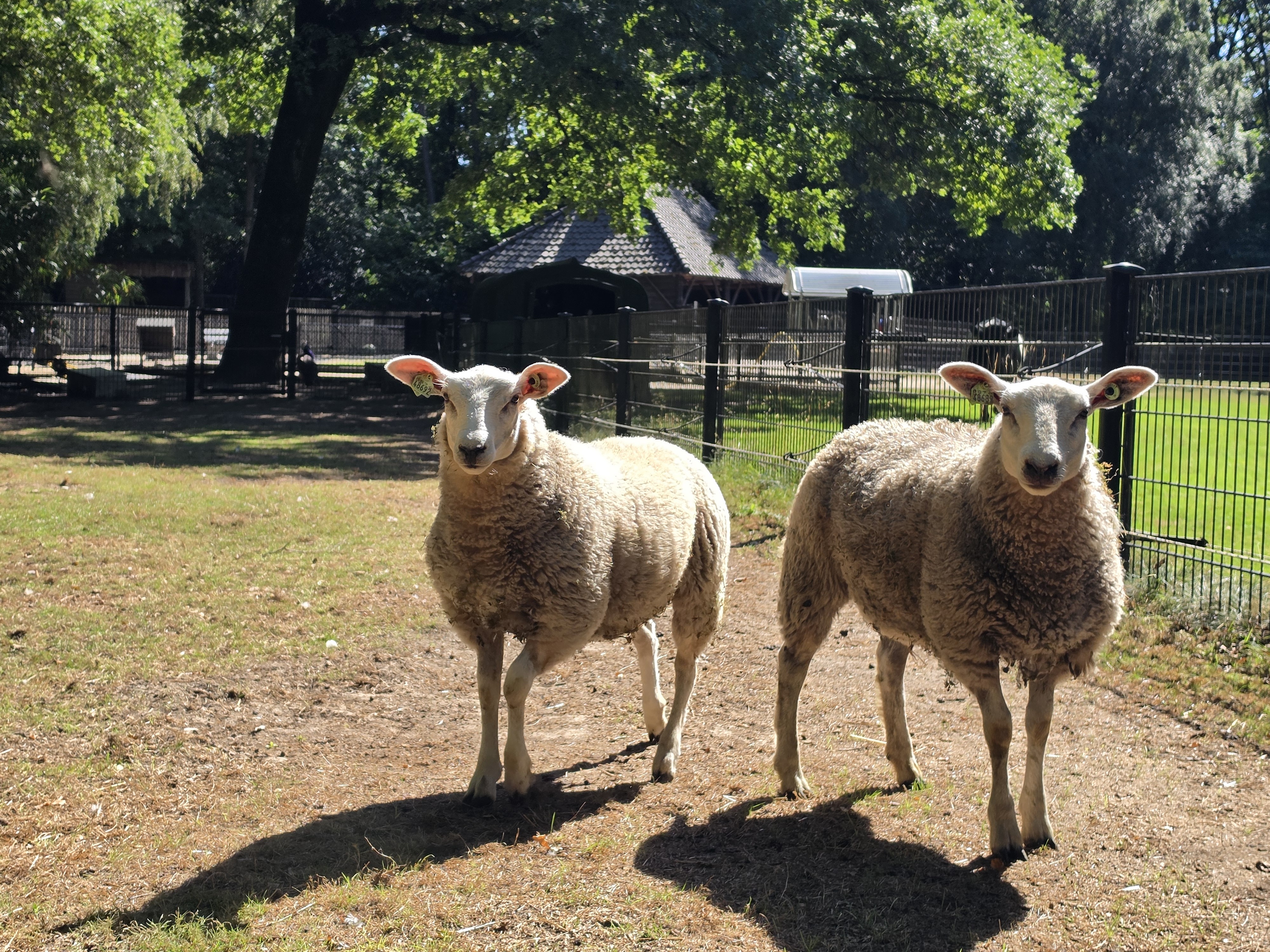 Swifter schaap